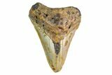 Bargain, Fossil Megalodon Tooth - North Carolina #153056-2
